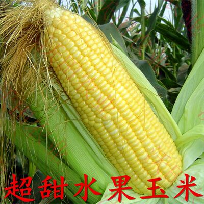 超甜生吃水果甜糯玉米种子