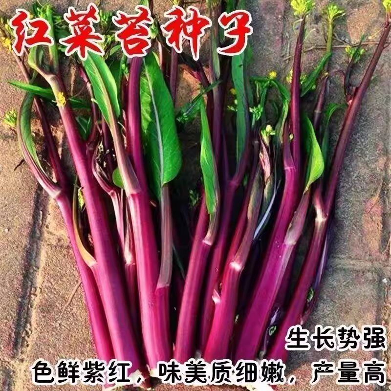 红菜苔种子正品菜苔种子苔粗无筋脆嫩清甜好吃健康春秋冬季可种