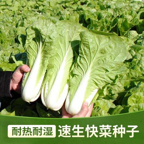 四季速生快菜种子阳台庭院易种植