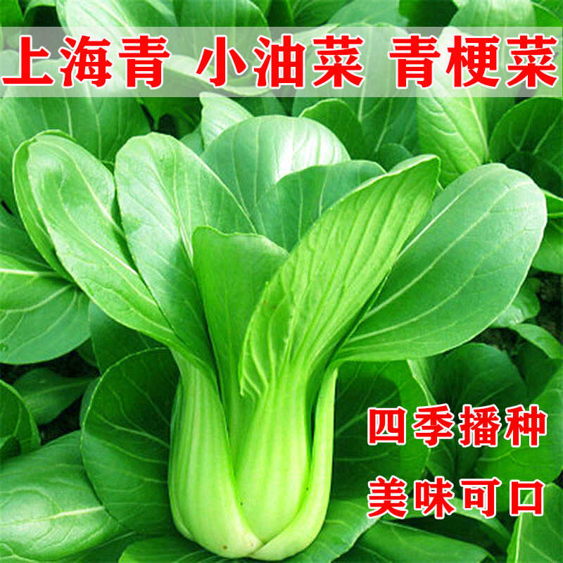 四季苏州蔬菜种子阳台庭院鲜嫩