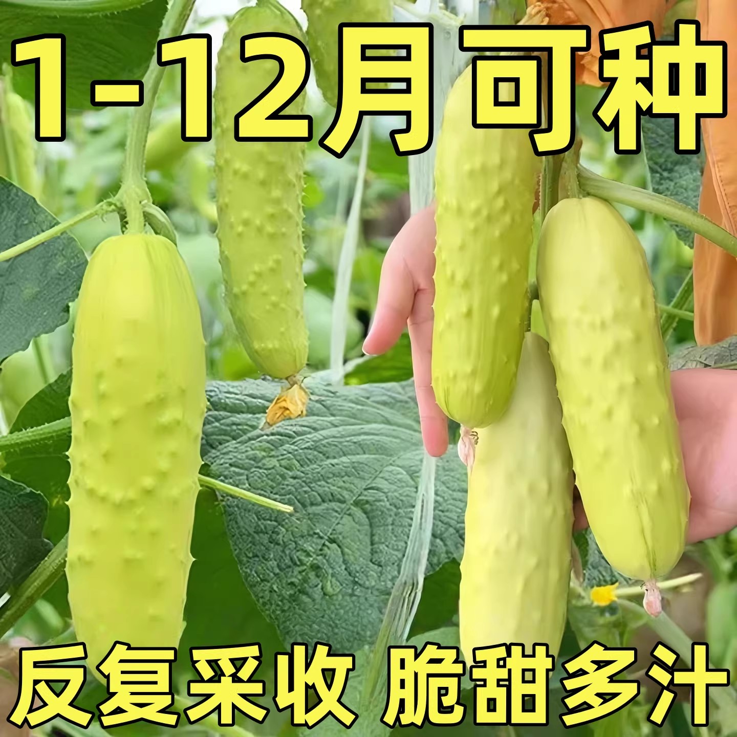 奶油白玉黄瓜种子种籽青瓜水果黄瓜苗秧苗春秋四季籽种蔬菜孑大全图片