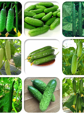 水果黄瓜种子春播老品种摘不败家庭蔬菜种植口感好品质好清香味浓
