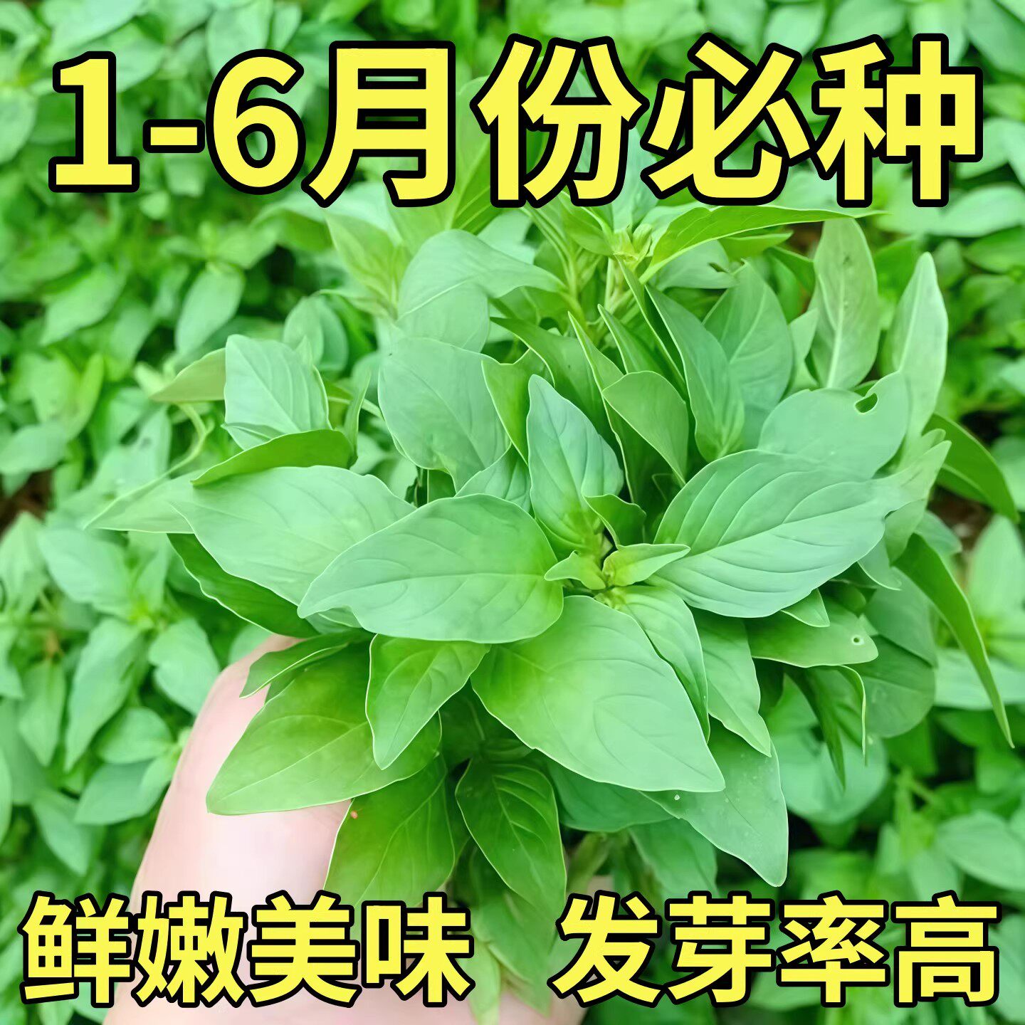 耐热河南大叶荆芥种子种籽盆栽种植蔬菜种孑子四季荆棘罗勒薄荷种