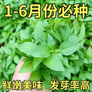 耐热河南大叶荆芥种子种籽盆栽种植蔬菜种孑子四季荆棘罗勒薄荷种