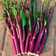 红菜苔蔬菜种子菜心十月红紫菜苔红菜苔家庭种植四季 阳台庭院易播