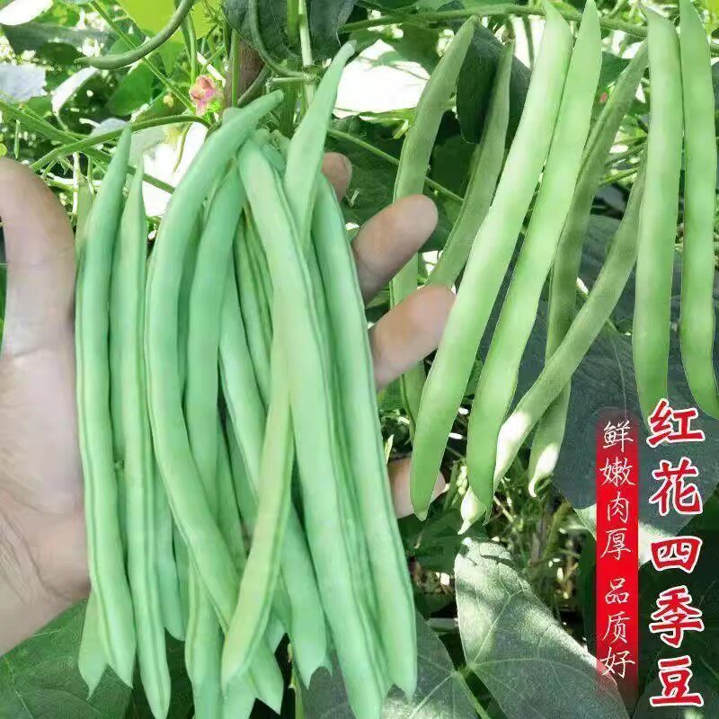 早熟高产特嫩四季豆种籽豆荚扁圆形芸豆角种子肉厚耐运输蔬菜种孑