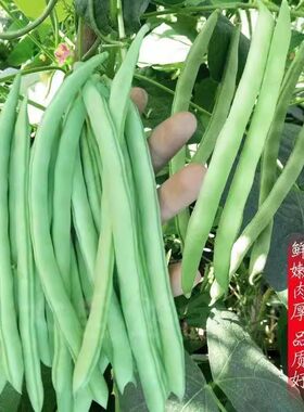 早熟高产特嫩四季豆种籽豆荚扁圆形芸豆角种子肉厚耐运输蔬菜种孑