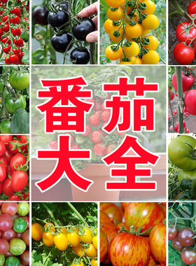 樱桃番茄千禧圣女果种子苗子蔬菜孑春季四季种植沙瓤盆栽庭院阳台