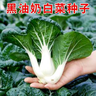 黑油奶白菜种子矮脚油菜小白菜种籽耐热耐寒青菜农家菜园蔬菜种孑
