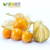 甜菇娘种子阳台盆栽水果阳台庭院庭院姑娘儿香甜菠萝果种子四季 种