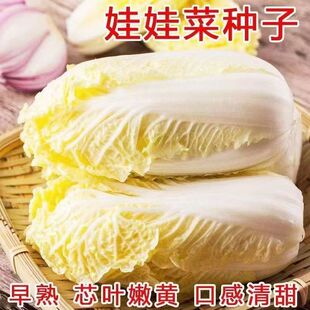 金品娃娃菜种子四季金娃娃菜蔬菜种子生长快品质佳菜籽春夏秋播种