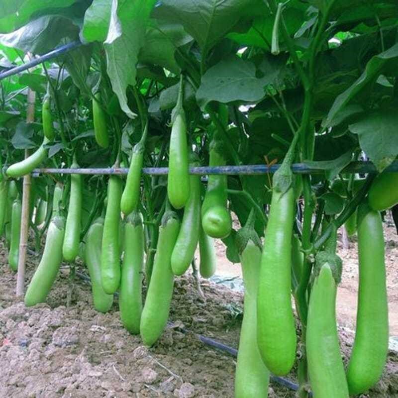 春播茄子生产旺盛高产品种