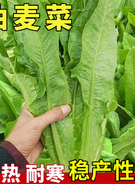 油麦菜种子阳台庭院田园盆栽蔬菜家庭种子莜麦菜四季易种植菜籽