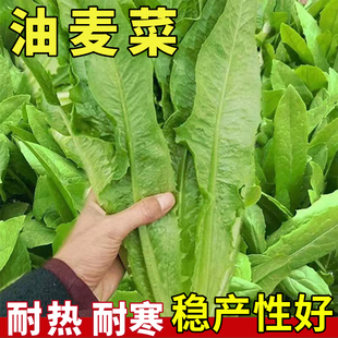 易种植菜籽 油麦菜种子阳台庭院田园盆栽蔬菜家庭种子莜麦菜四季
