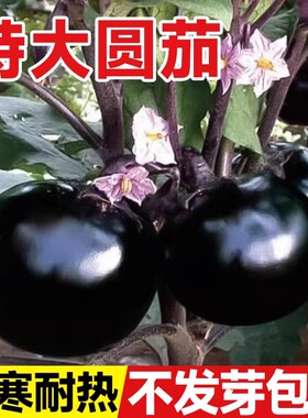 圆茄子种子种籽大全黑紫色高产早熟茄子种子阳台盆栽庭院特大茄子