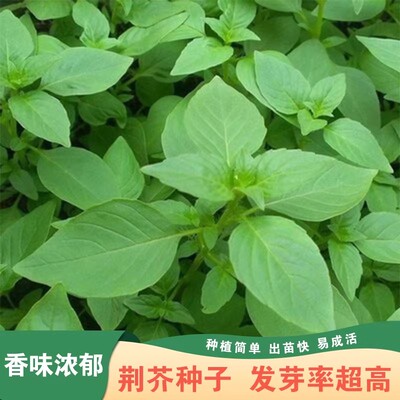 河南大叶荆芥种子苗孑小青菜带土带根盆栽籽种荆棘菜籽荆芥菜种籽