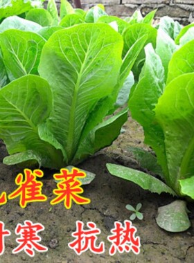 孔雀菜种子罗马寿司生菜直立种子耐寒耐热阳台盆栽种植沙拉蔬菜籽