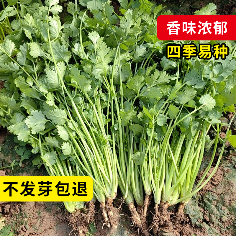 香菜种子四季播耐寒老品种抗热大叶易种阳台庭院种植农家绿色