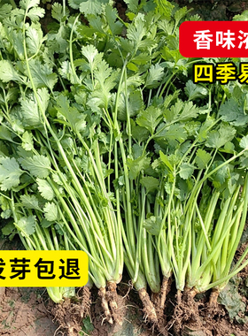 香菜种子四季播耐寒老品种抗热大叶易种阳台庭院种植农家绿色