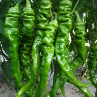 辣椒种子高产特大螺丝椒种子四季 辣椒种子早熟阳台盆栽播蔬菜种子