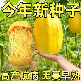 蔬菜种孑 金丝绞瓜种子绞瓜茭瓜黄金角瓜天然粉丝瓜种籽苗高产四季