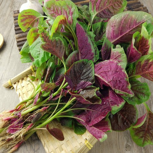 四季红苋菜种子阳台庭院种植