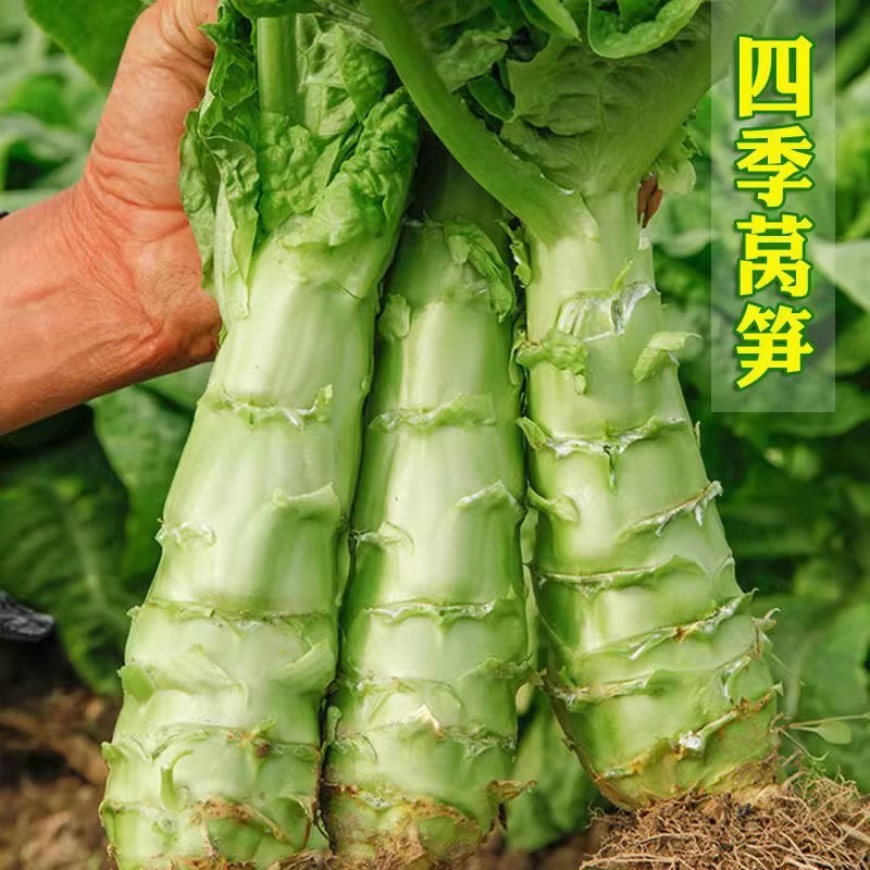 四季莴笋种子青皮绿肉香莴笋种子高产耐热耐寒春秋冬播蔬菜种籽