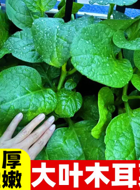 大叶木耳菜种子四季播阳台盆栽易种高产蔬菜种子豆腐菜木耳菜种籽