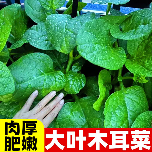 大叶木耳菜种子四季播阳台盆栽易种高产蔬菜种子豆腐菜木耳菜种籽