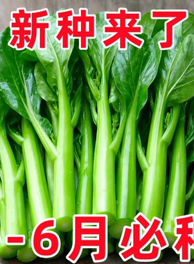 四九甜菜心种子25天速生甜菜心广东菜菜苔耐热耐寒四季种蔬菜种子