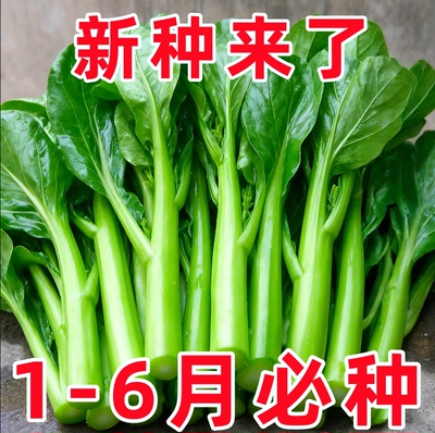 四九甜菜心种子25天速生甜菜心广东菜菜苔耐热耐寒四季种蔬菜种子