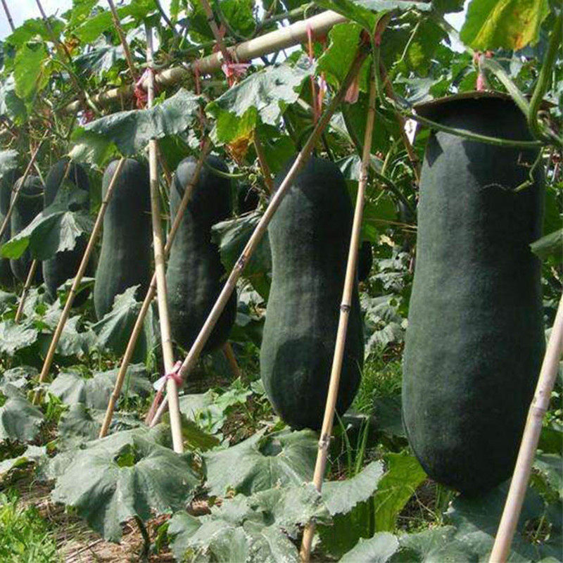 广东青皮冬瓜种子蔬果植物 蔬菜种子新品种出芽率高家庭原包装