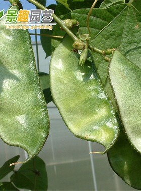 绿眉豆种子蔬菜绿扁豆籽种阳台庭院盆栽种植易种高产绿色蔬果扁豆