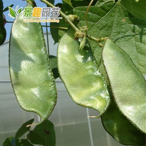 绿眉豆种子庭院阳台盆栽种植