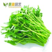 柳叶空心菜种子庭院阳台大叶空心菜周期短高产栽培容易四季 播通菜