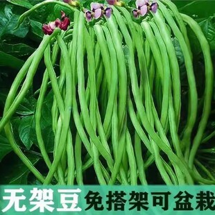 无架长豆角种子全国可种生长周期短坐果密集不用搭架轻松收获满满
