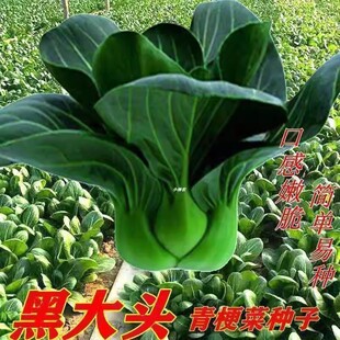 黑叶矮脚苏州青种子黑大头青菜耐寒青梗菜小油菜黑菜种籽蔬菜种孑