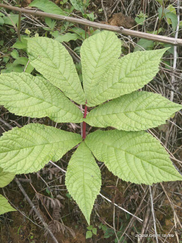 羽叶鬼灯檠西南观赏药用草本种苗种子岩陀野生中草药材