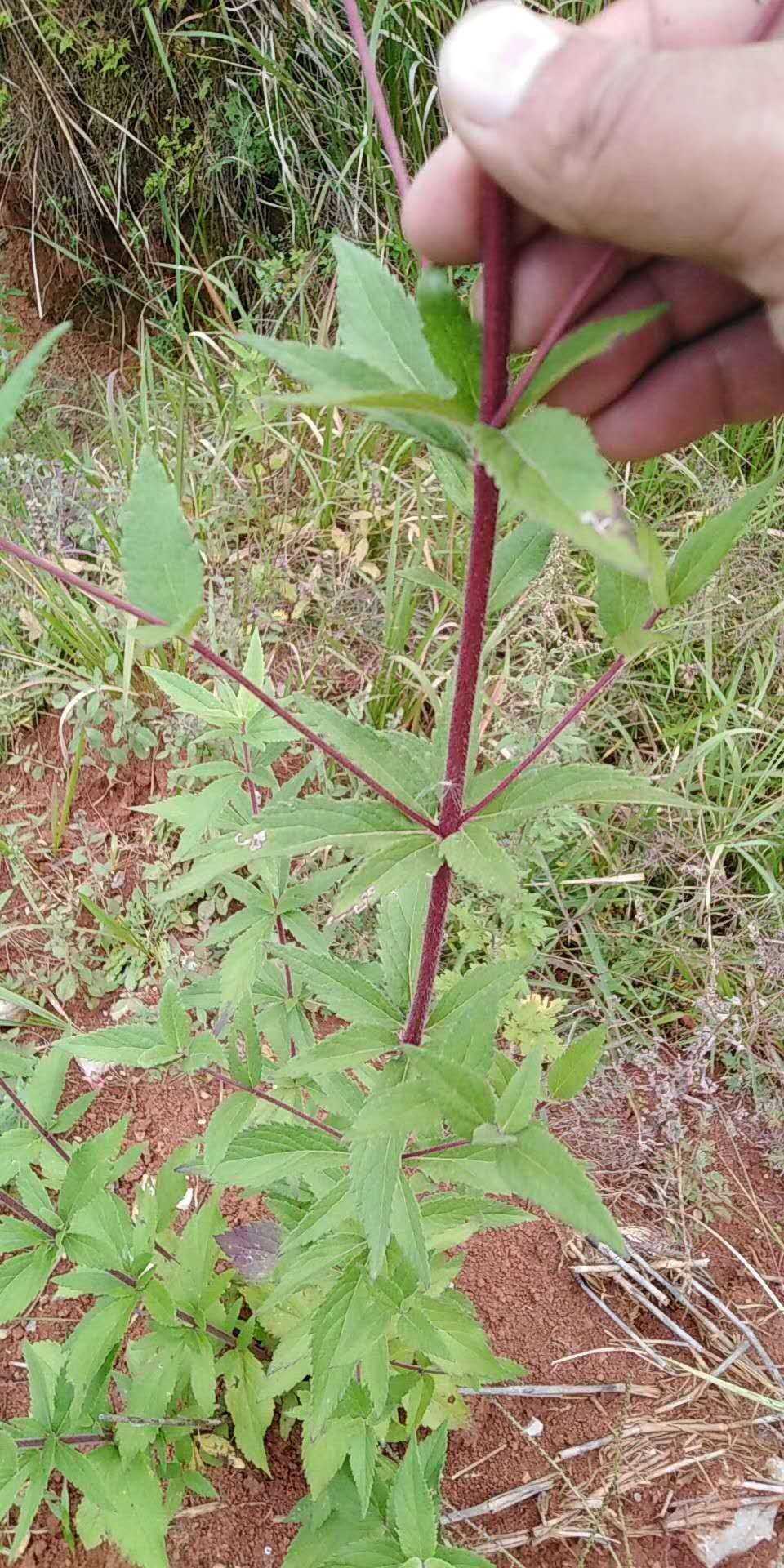 野生泽兰药材种苗新鲜全草观赏药用佩兰种子