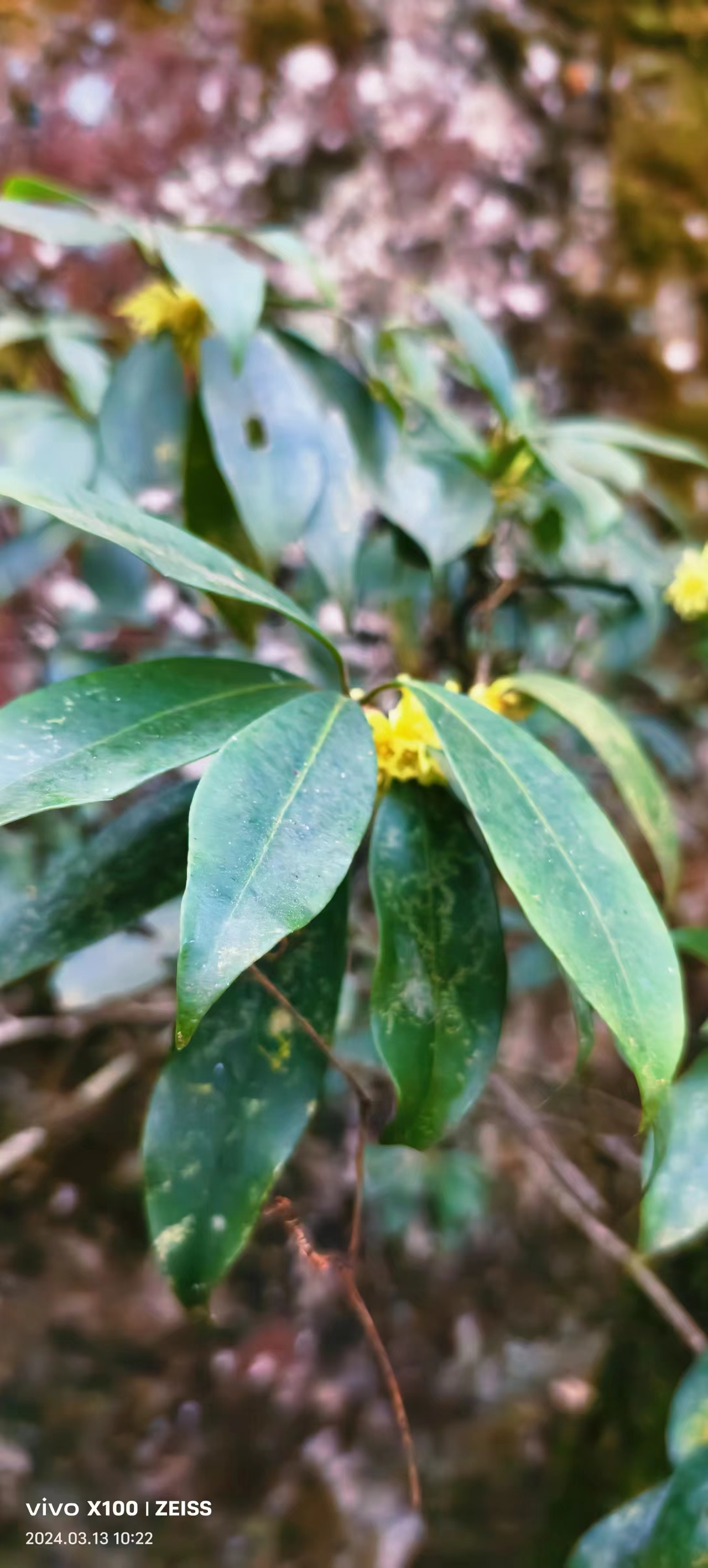 黄花乔木 野八角观赏药用植物木本园林绿化苗木中草药材种苗种子