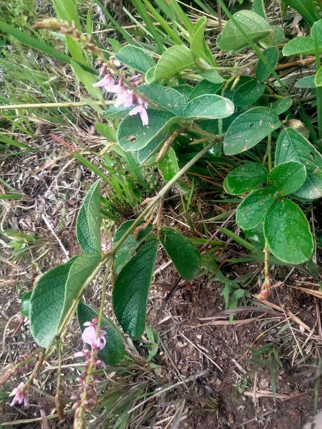 饿蚂蝗夏季观花豆科植物中草药材种苗种子园林绿化苗木观赏药用