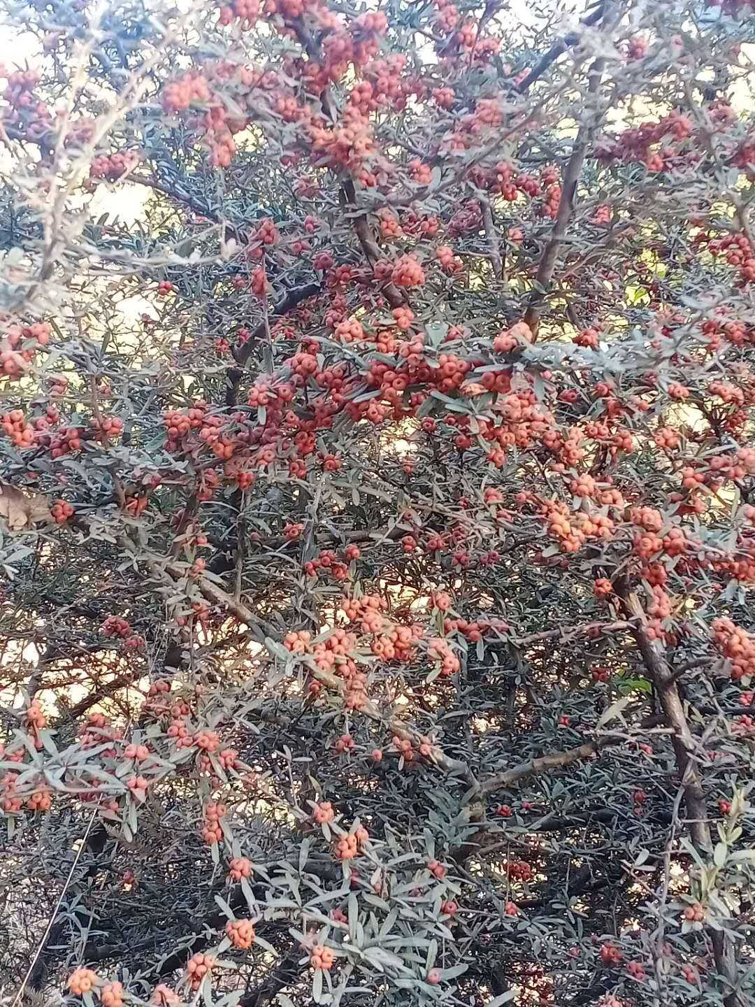 黄果果火棘窄叶火棘野生中草药材种苗种子园林绿化苗木灌木红果