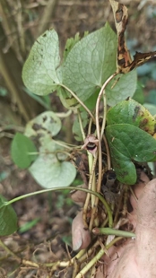 中草药材农产品加工设备观赏药用盆栽细辛花卉观叶观花黔