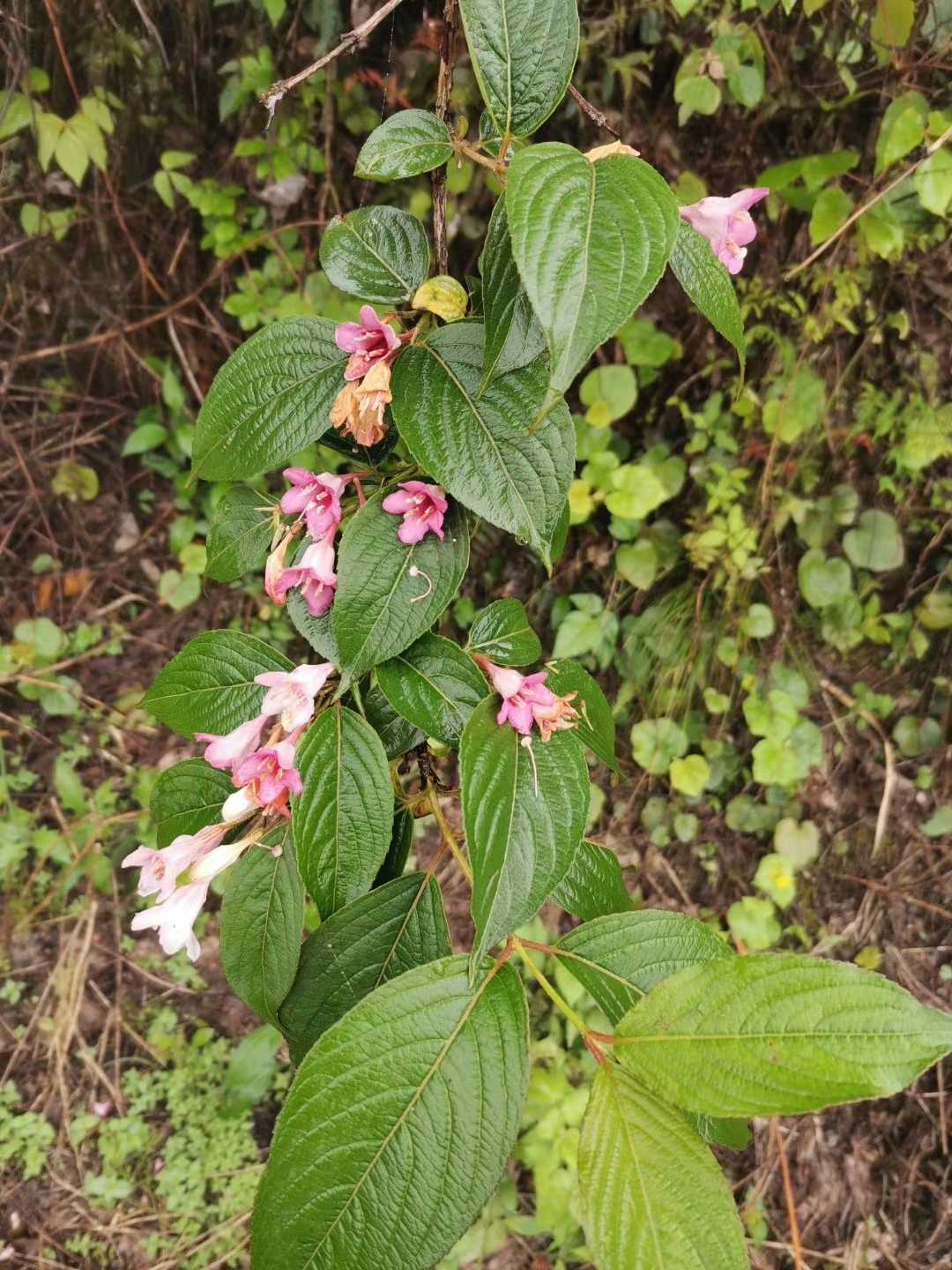 忍冬科锦带花属半边月观赏灌木绿篱园林绿化苗木植物药材种苗种子