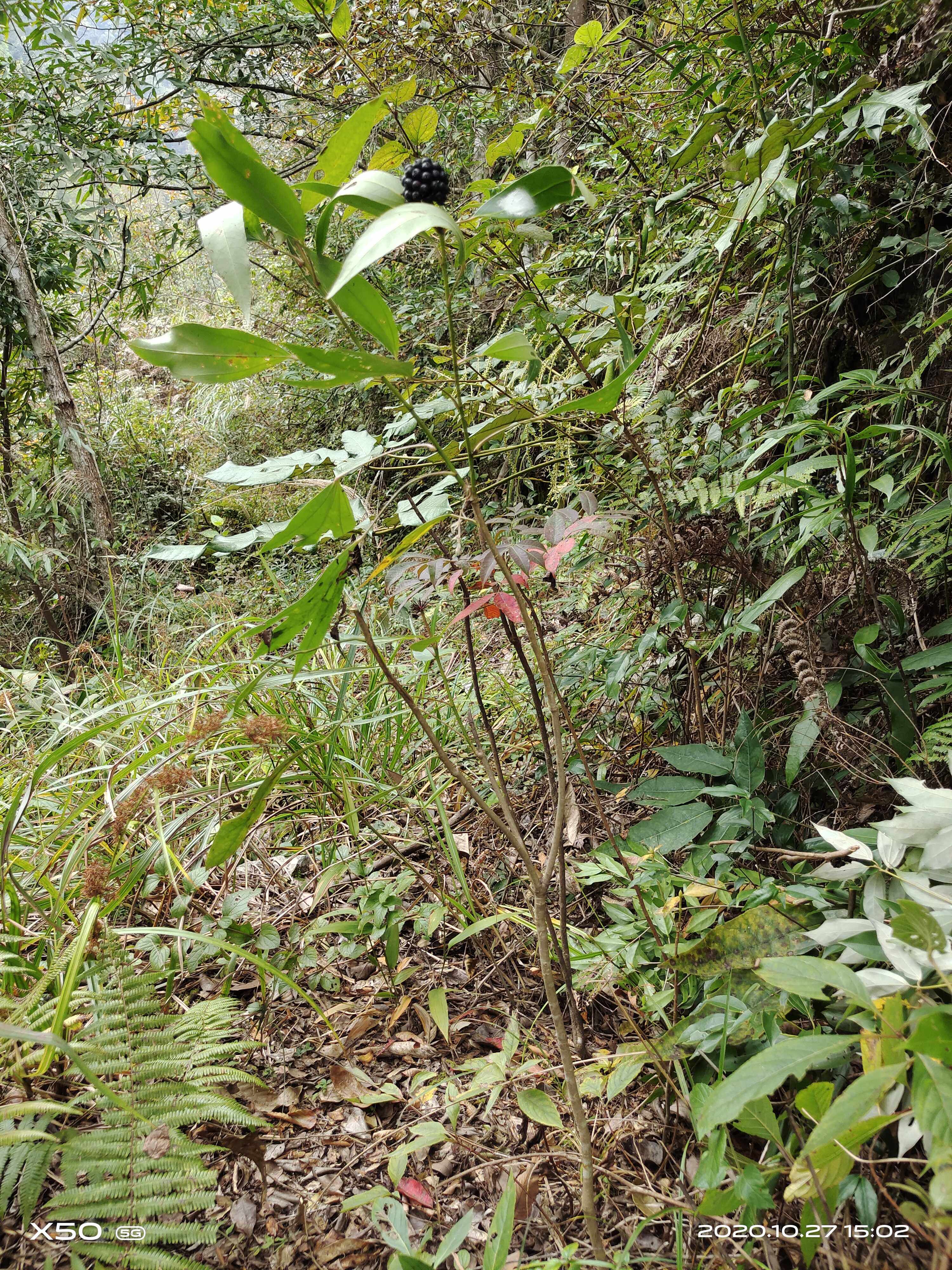 野生中草药材种苗种子树参灌木观赏药用盆栽花卉水果园林绿化苗木