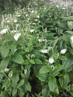 三白草白莲藕白水鸡白花莲白面姑塘边藕水边植物农产品加工设备。