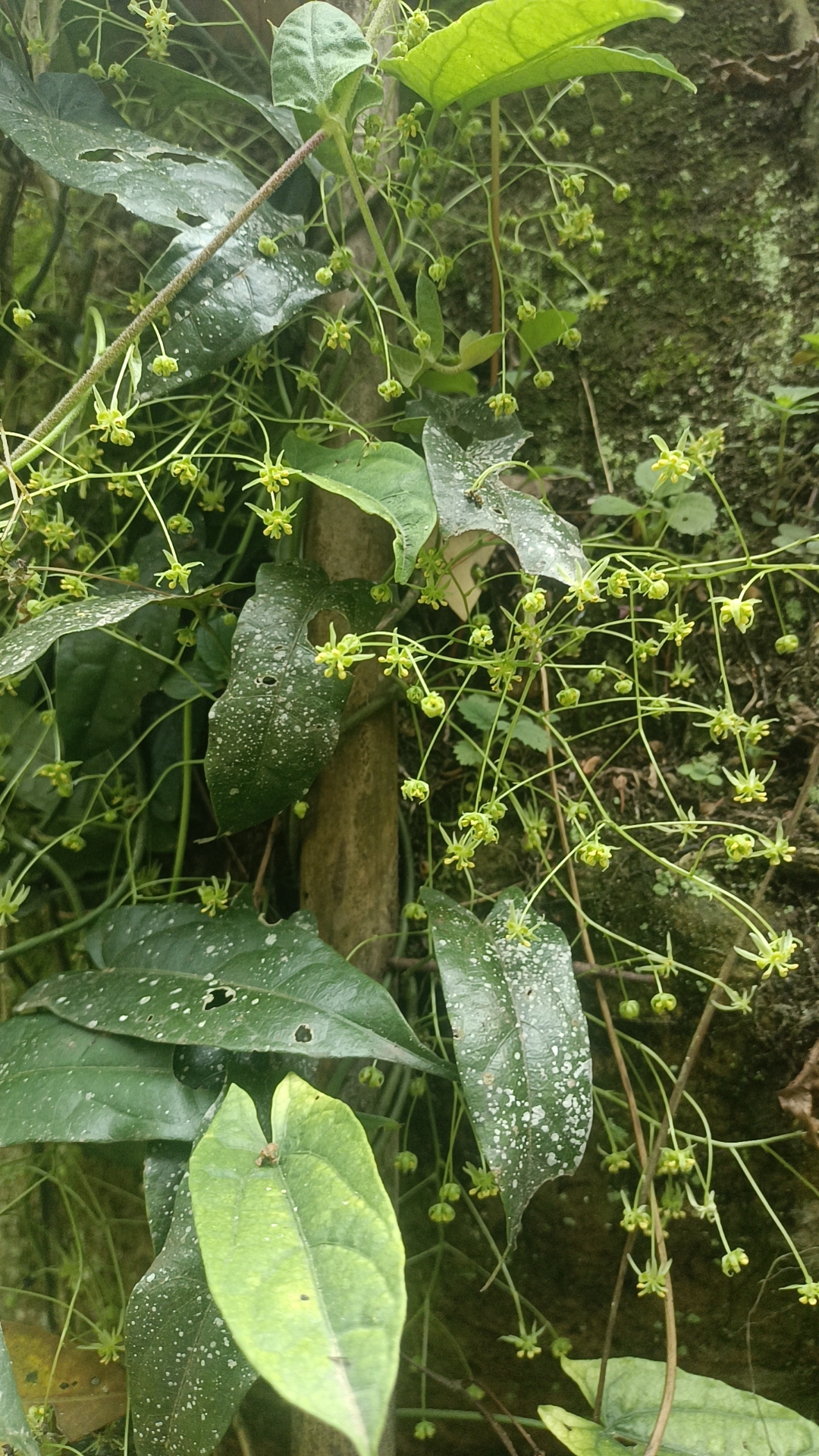 金果榄中草药材种苗种子园林绿化苗木观赏药用植物盆栽花卉庭院