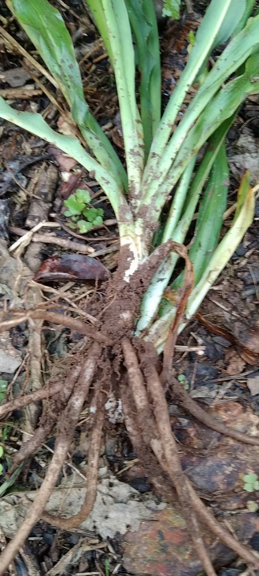 白色观赏花卉农产品加工设备中草药材水鬼蕉圆瓣姜花