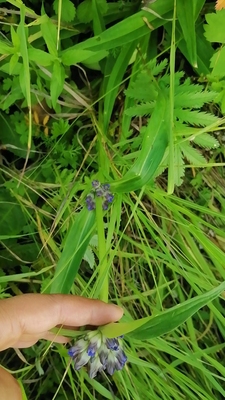 秦艽龙胆科植物观赏药用盆栽花卉中草药材种子种苗多年生草本山西