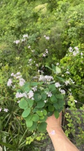 中草药材农产品加工设备观赏药用植物盆栽花卉盾叶唐松草白花草本